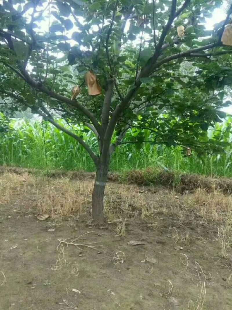 梨树4-40公分
