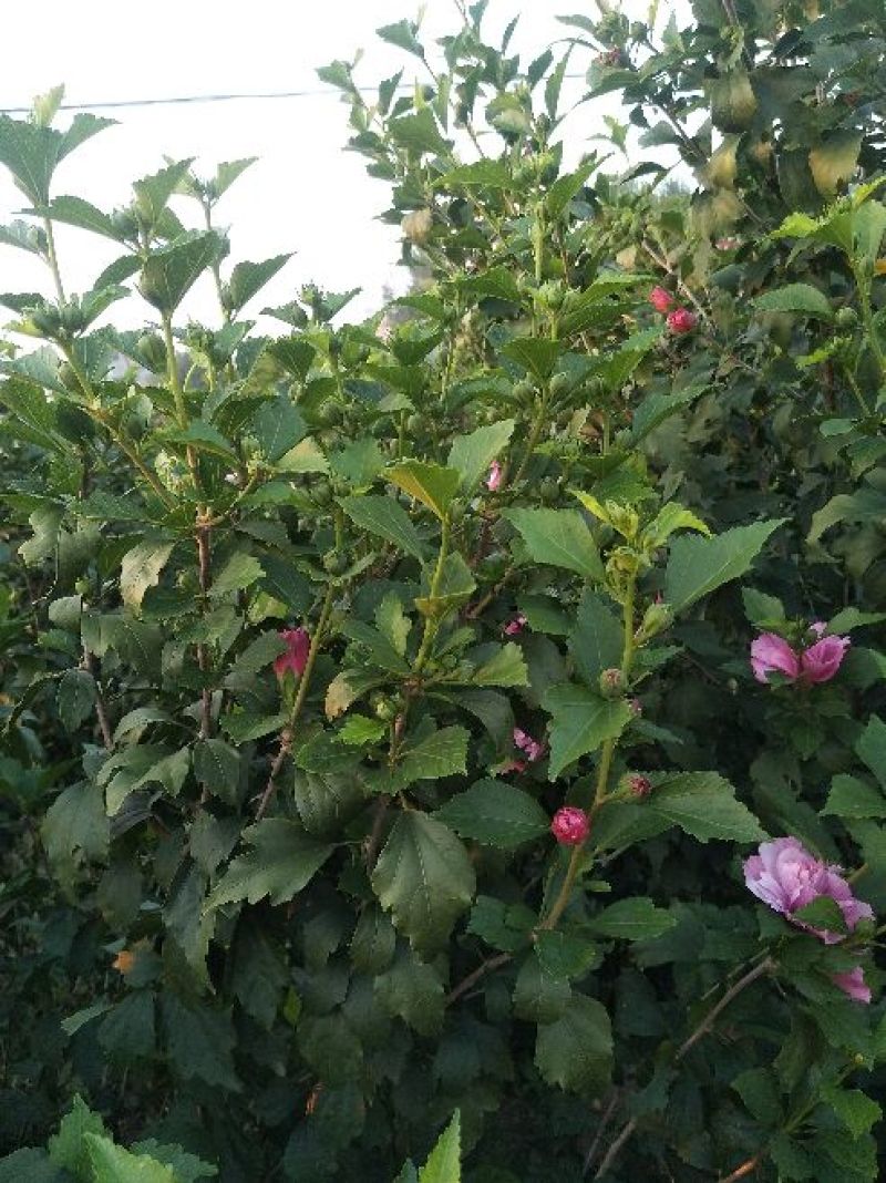木槿花