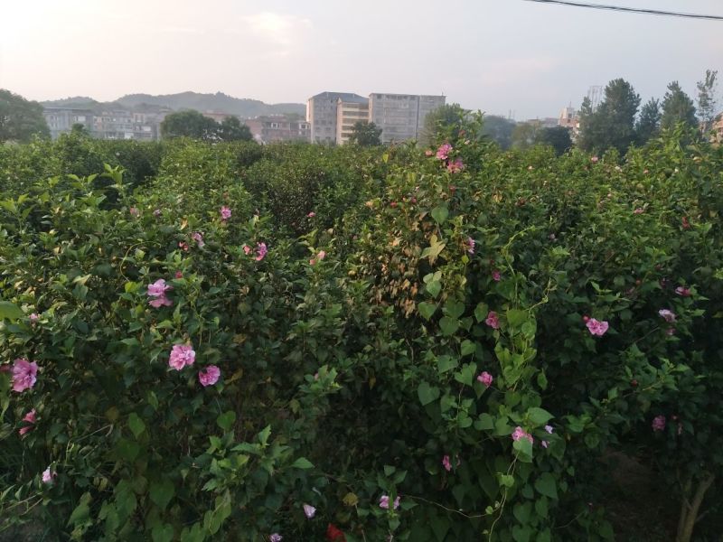 木槿花