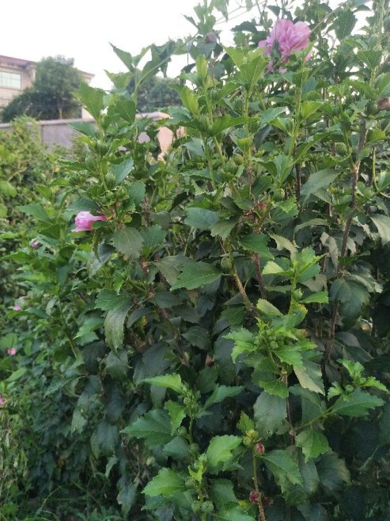 木槿花