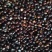 芍药种子，芍药苗子，芍药芽头，白芍苗，白芍种子
