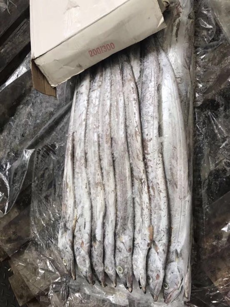 东海带鱼印度带鱼