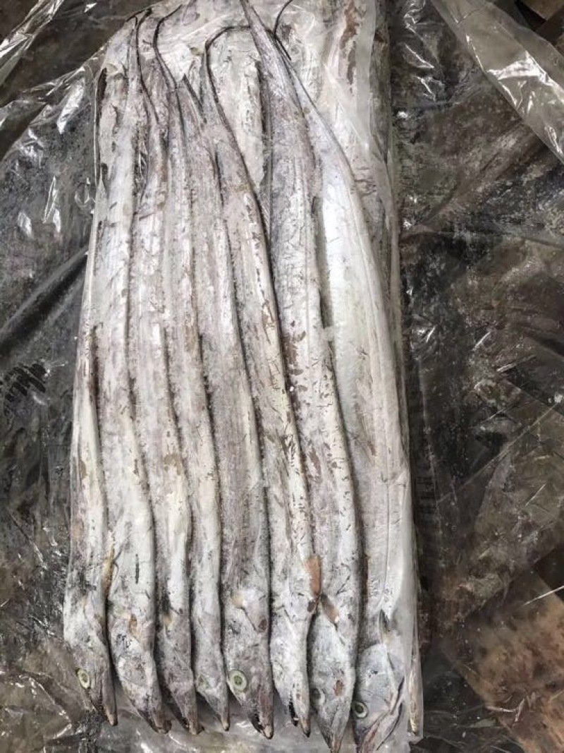 东海带鱼印度带鱼