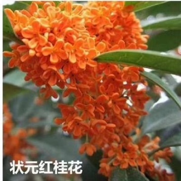 状元红桂花苗80~120cm,朱砂桂花树苗,红花丹桂