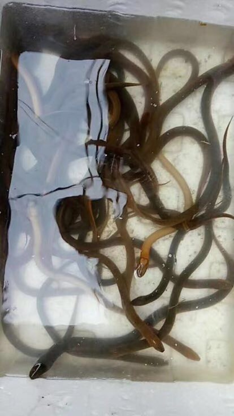 黄鳝活鱼