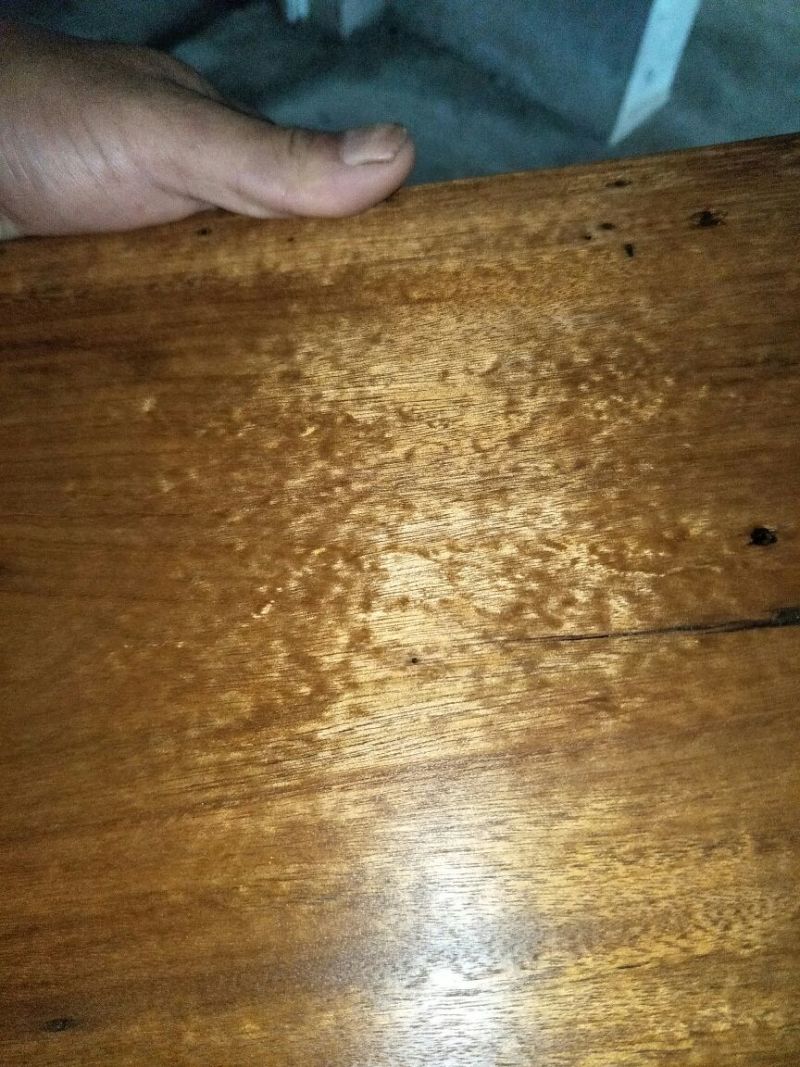 金丝楠