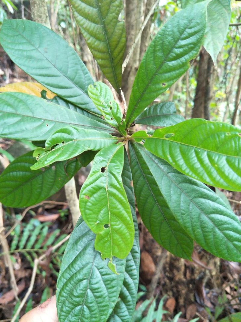 金丝楠