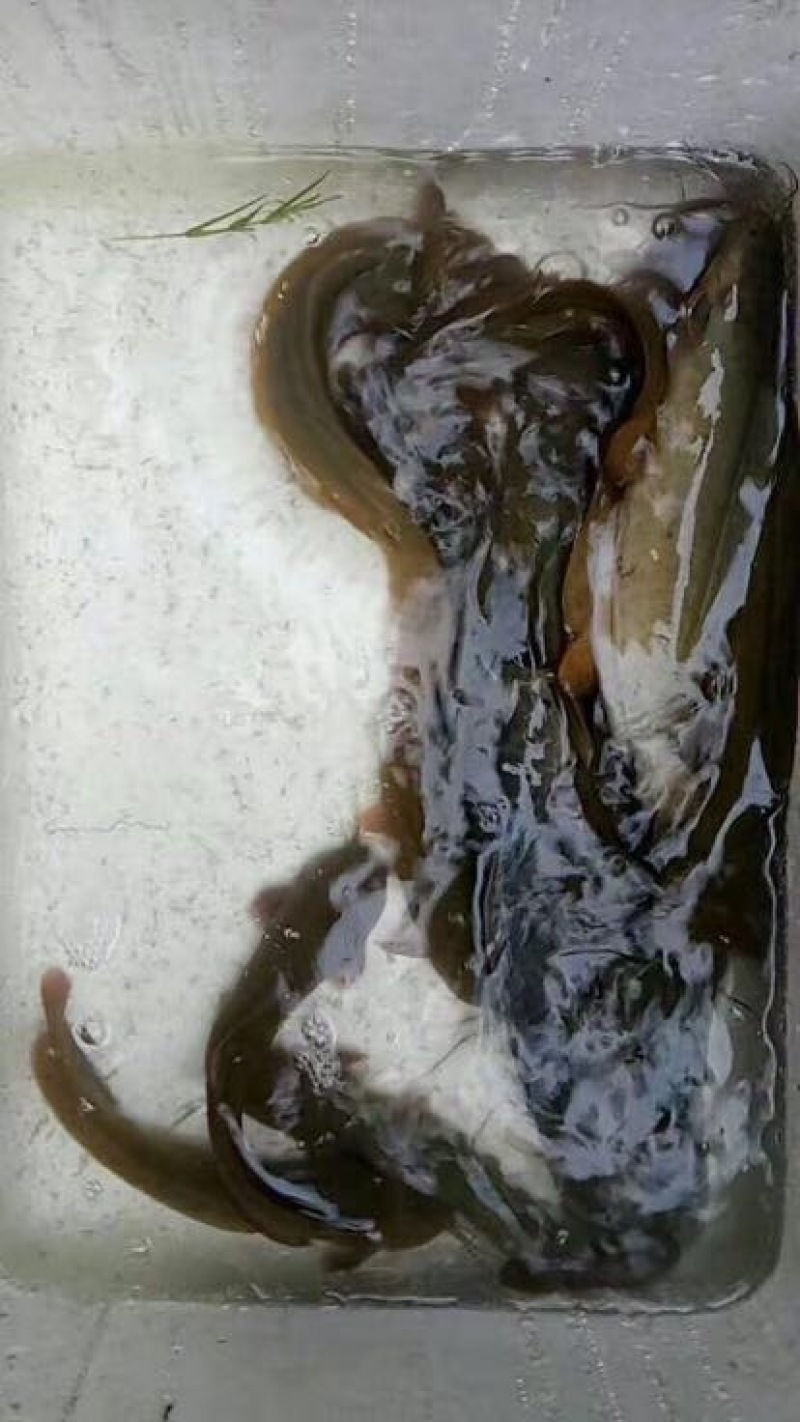 胡子鲶