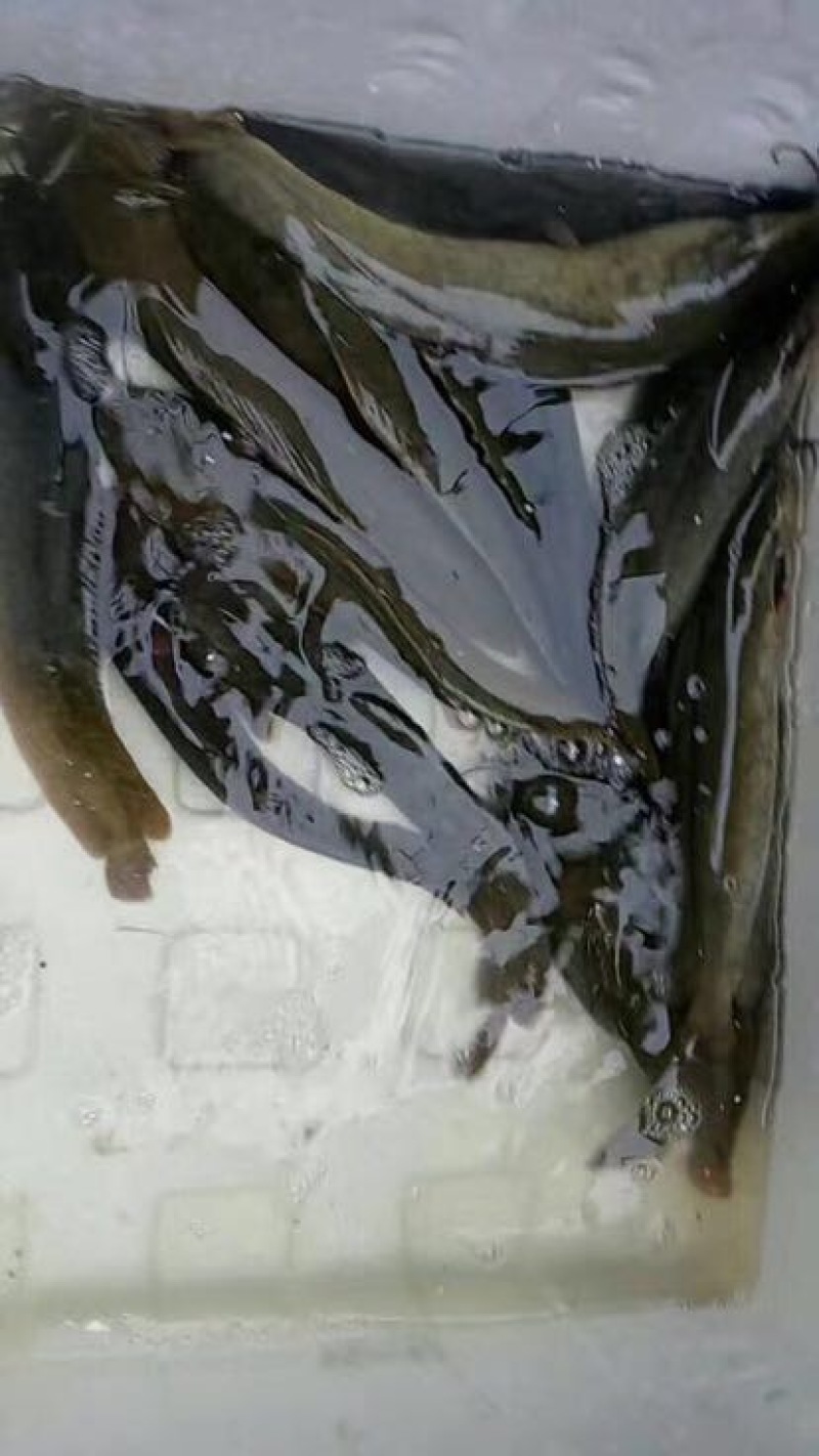 胡子鲶