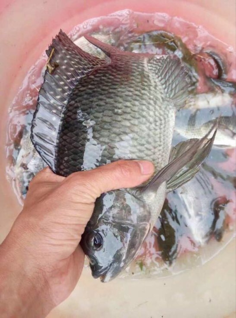 罗非鱼活鱼