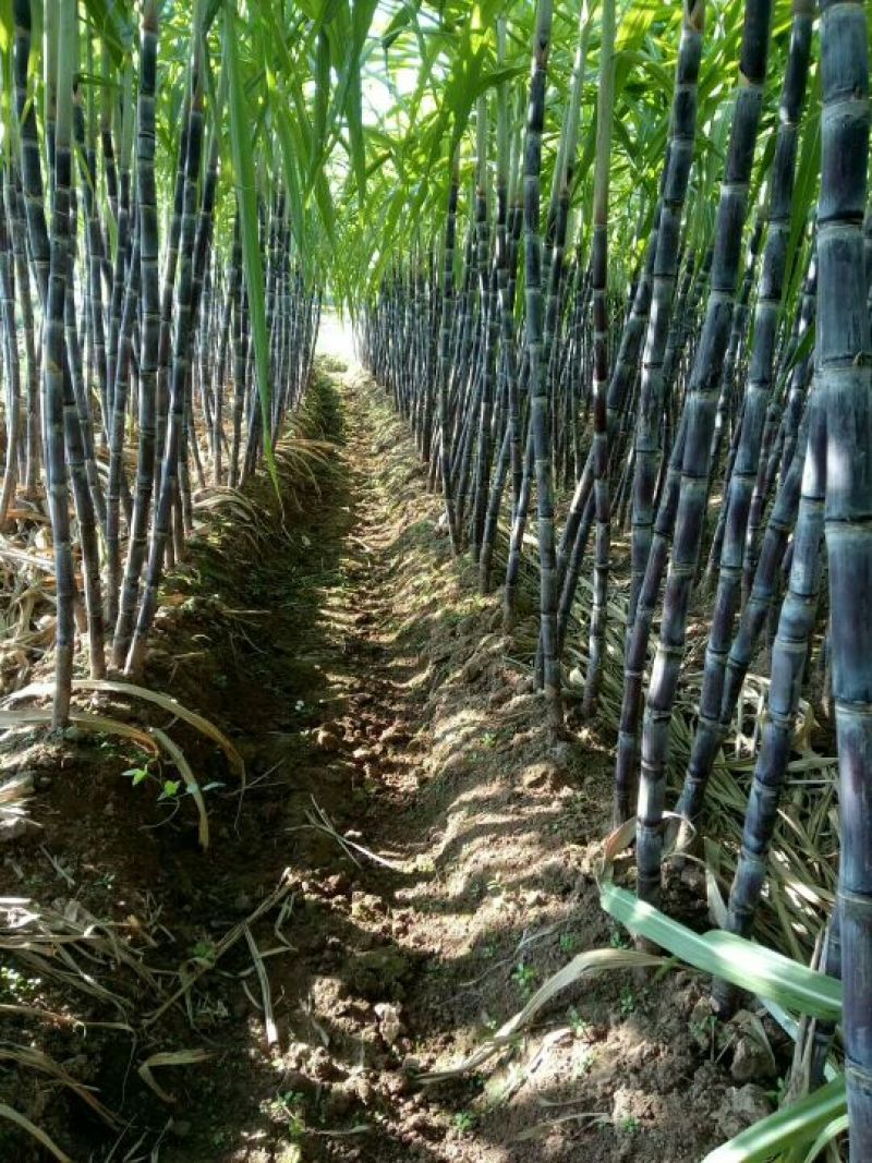 24年甘蔗大量上市，质量好，需要新老客户联系