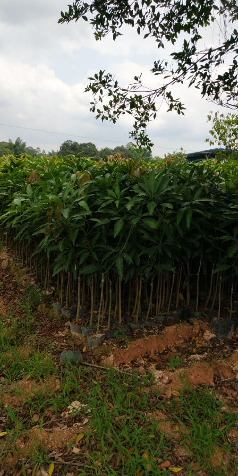 芒果树苗金煌芒桂七芒红贵妃澳芒四季芒台农芒象牙芒