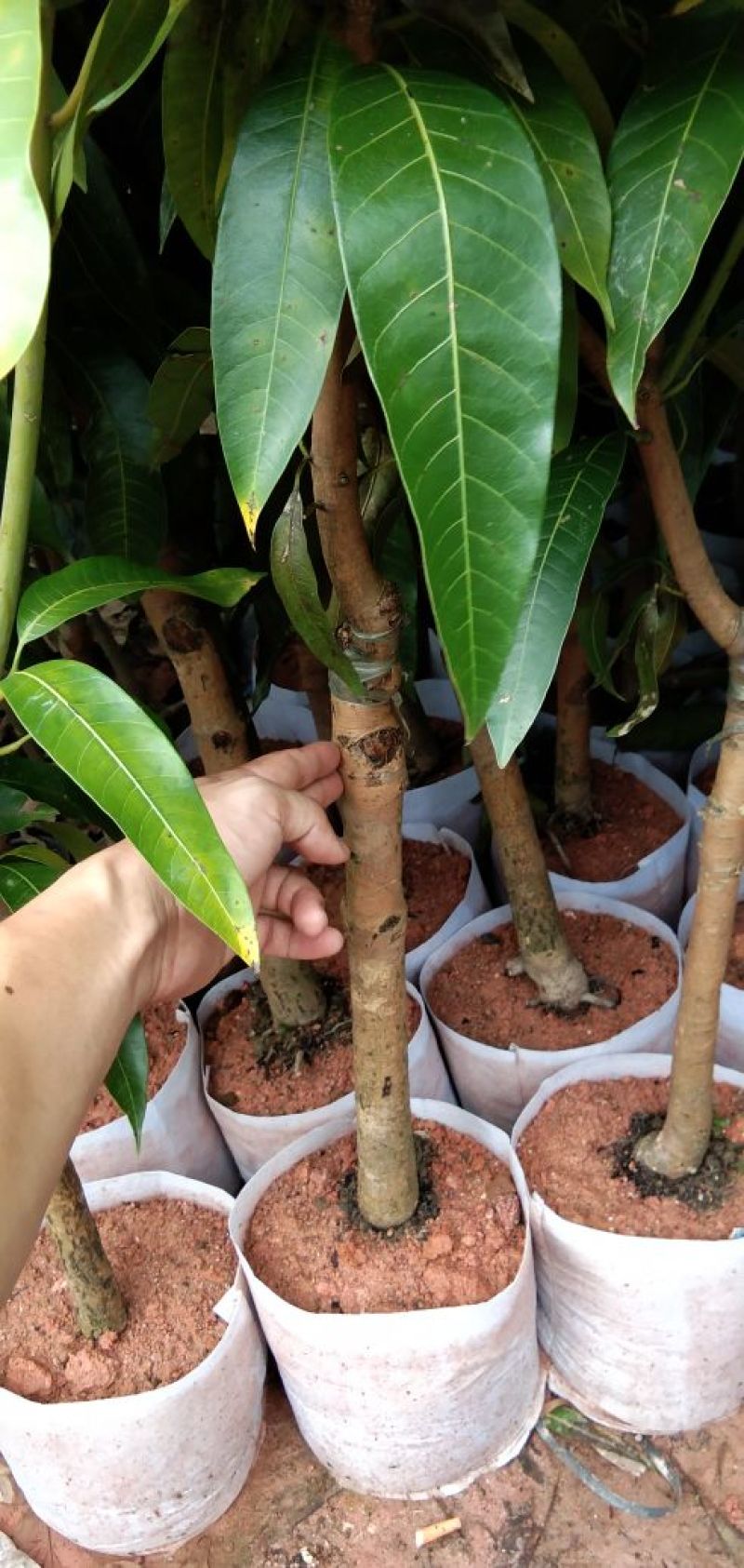 芒果树苗金煌芒桂七芒红贵妃澳芒四季芒台农芒象牙芒