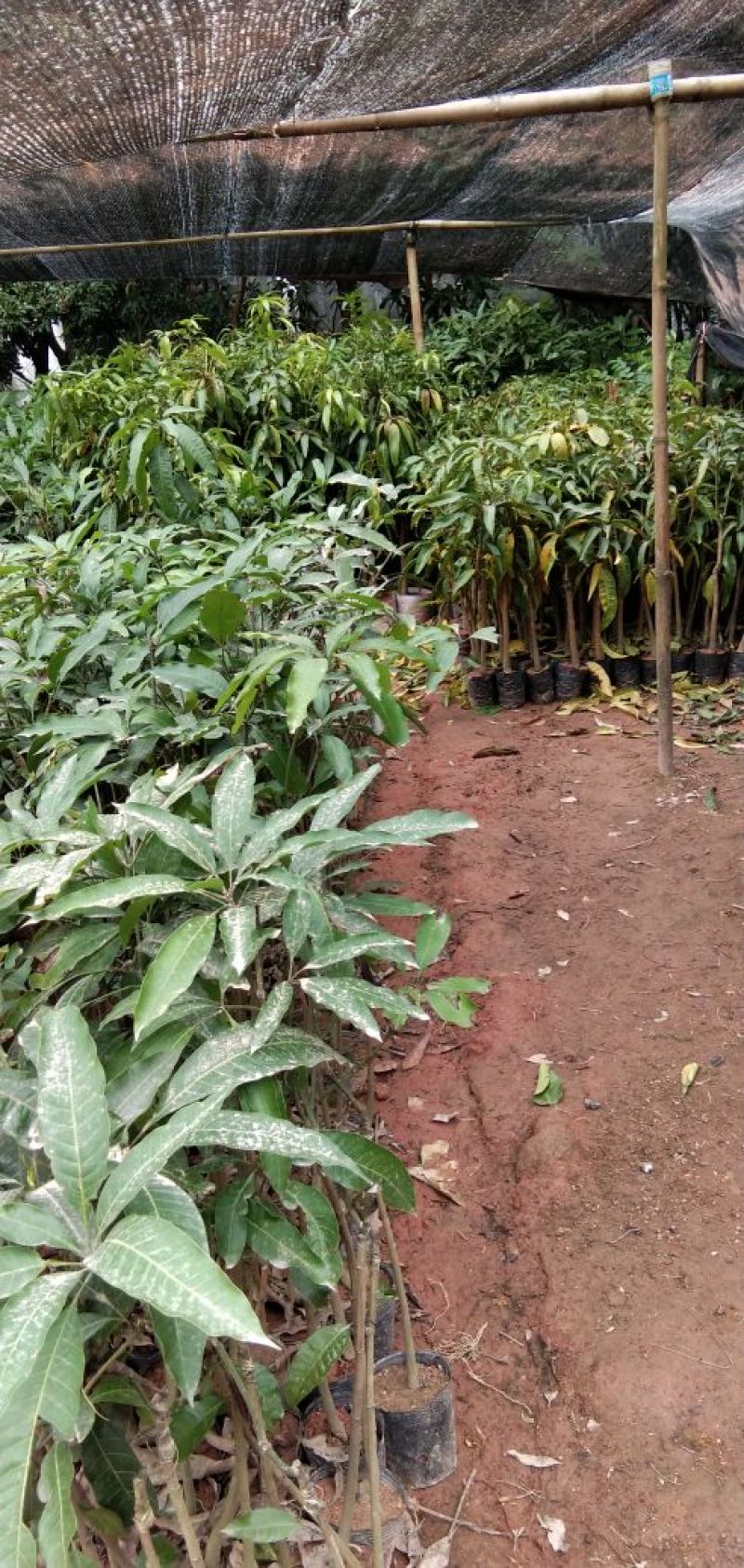 芒果树苗金煌芒桂七芒红贵妃澳芒四季芒台农芒象牙芒