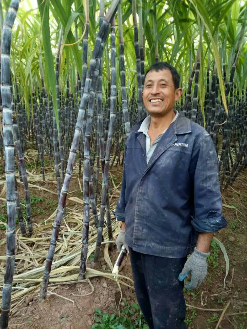 24年甘蔗大量上市，质量好，需要新老客户联系