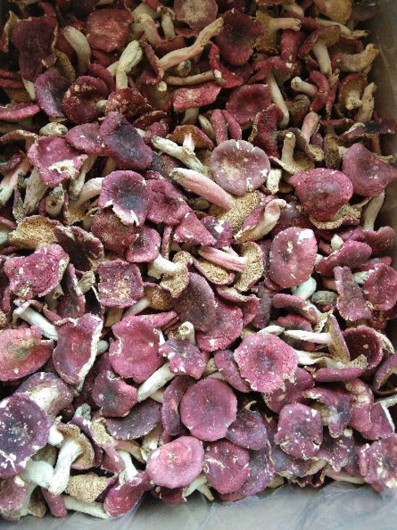 开片红菇河南八百里原始森林红菇野生红菇开片菇精品开片红菇