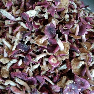 开片红菇河南八百里原始森林红菇野生红菇开片菇精品开片红菇