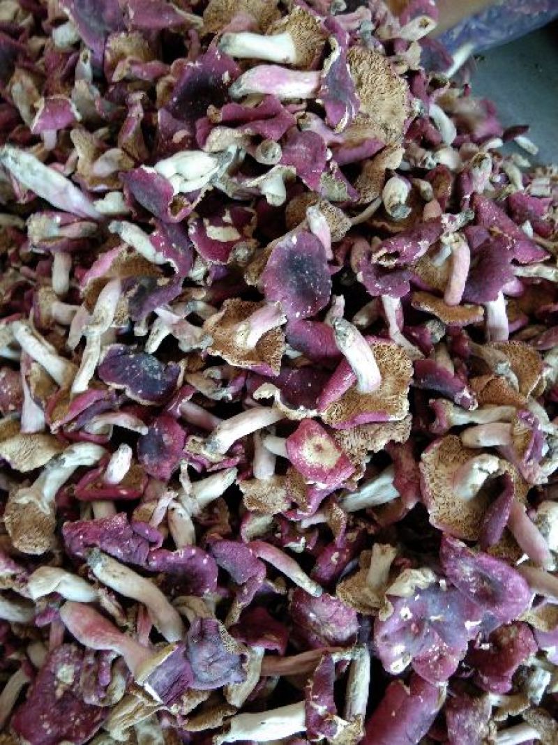 开片红菇河南八百里原始森林红菇野生红菇开片菇精品开片红菇