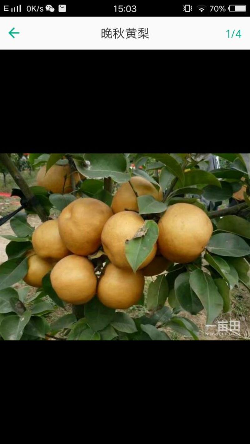 晚秋黄梨