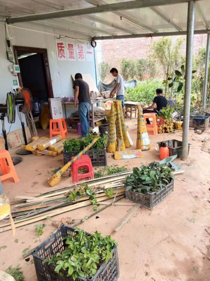 良种牛大力苗，成署产量高达亩产万斤包回收合作