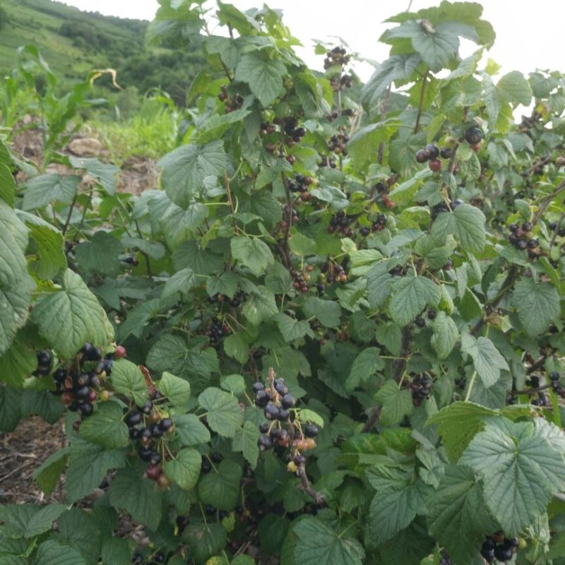 大果黑加仑苗布劳德大粒黑丹丰抗寒寒风等黑醋栗苗树葡萄果苗