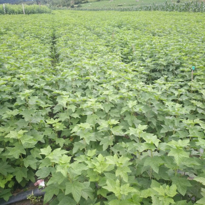 大果黑加仑苗布劳德大粒黑丹丰抗寒寒风等黑醋栗苗树葡萄果苗