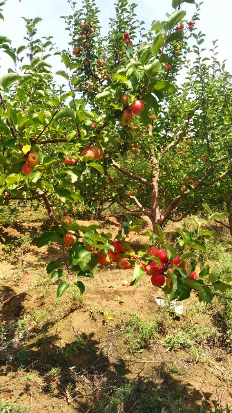 赤峰123小苹果