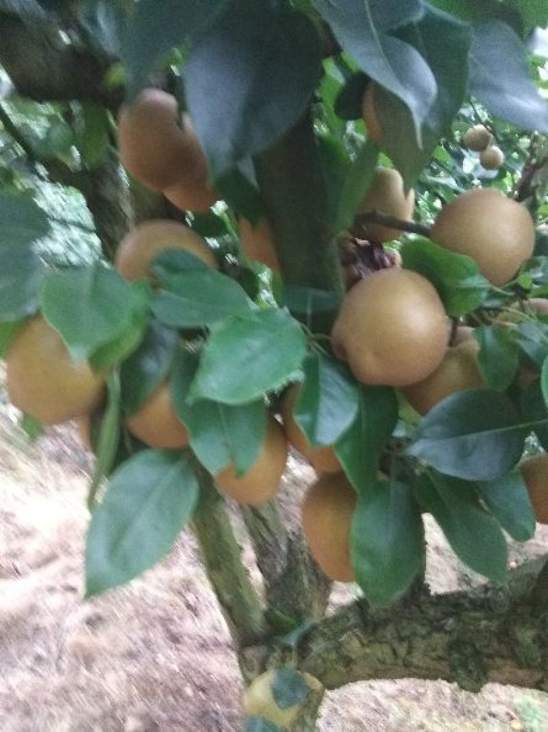晚山桔黄花梨四两起