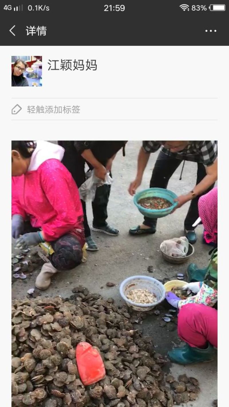 扇贝批发