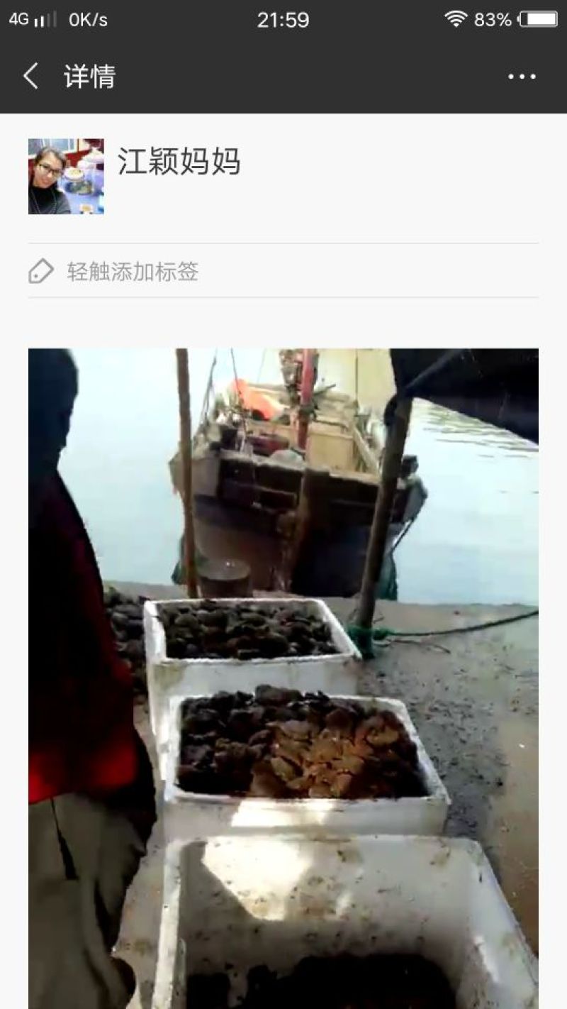 扇贝批发