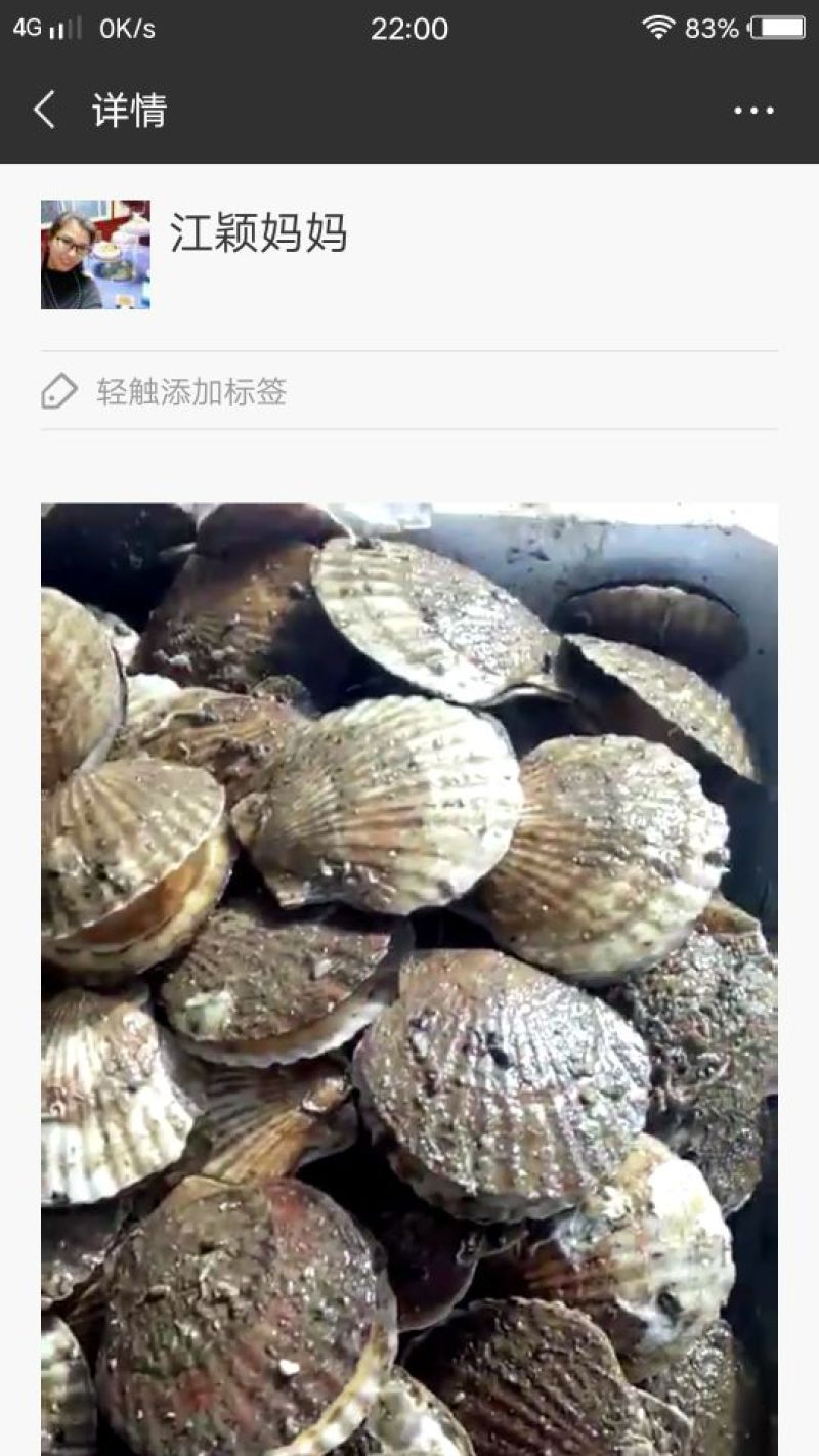 扇贝批发