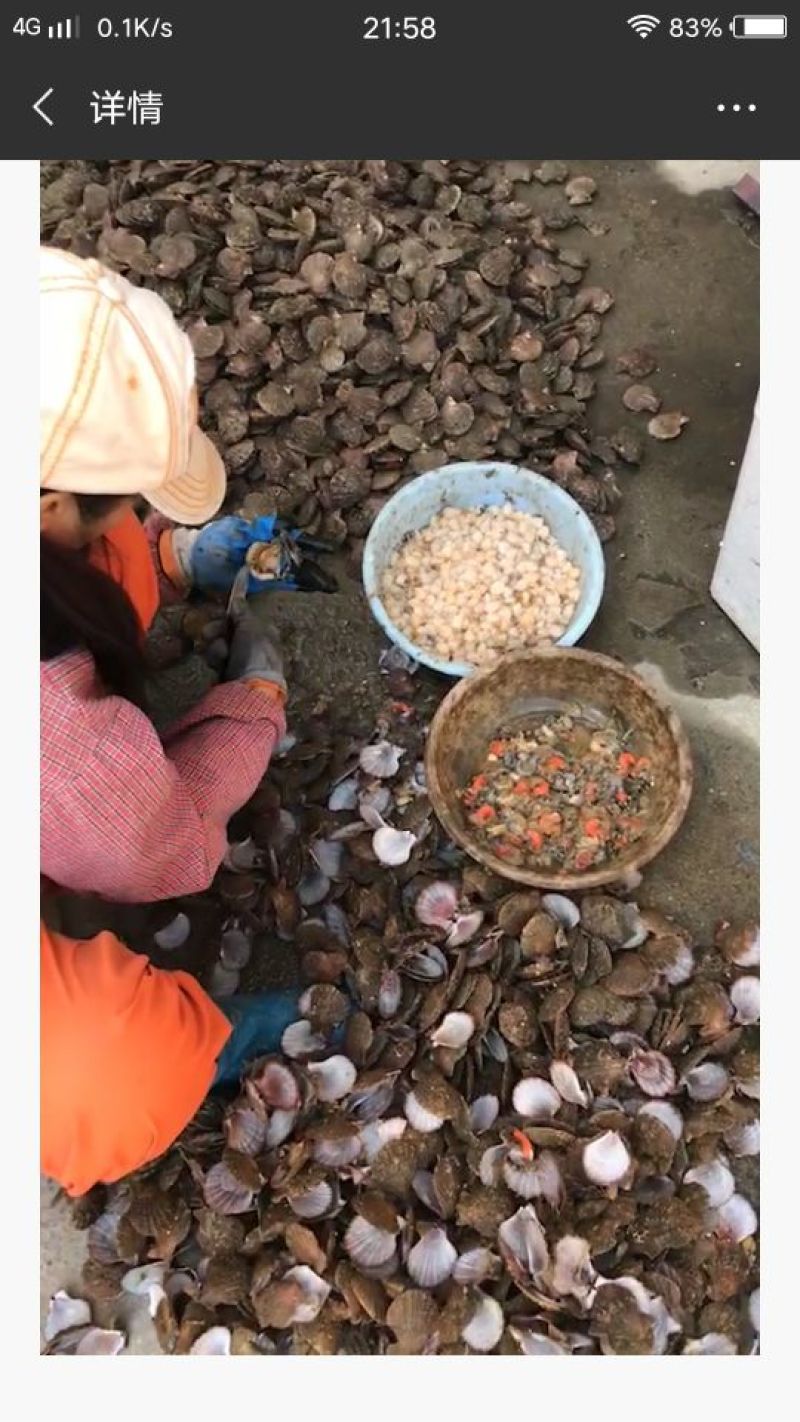 扇贝批发