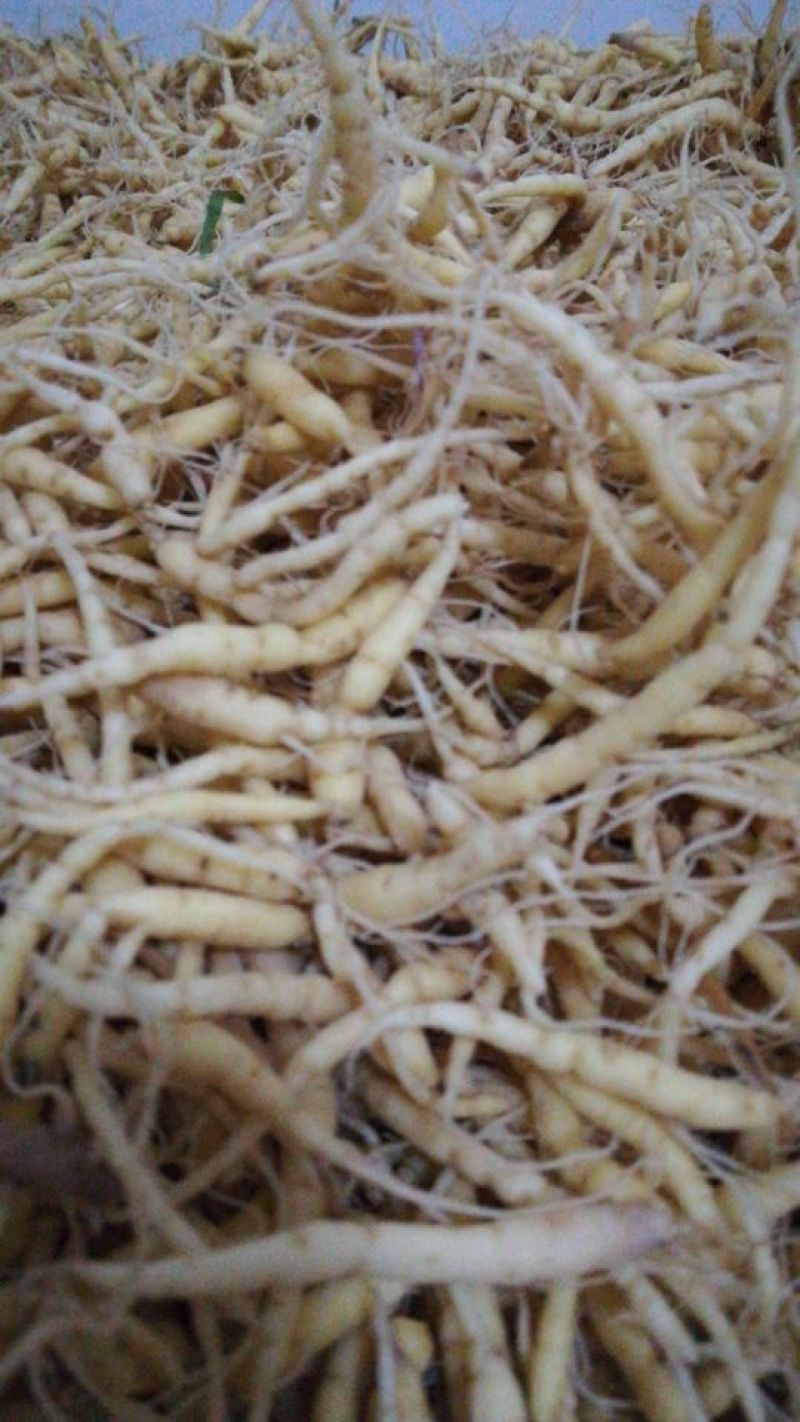 太子参种秧，籽，干货。