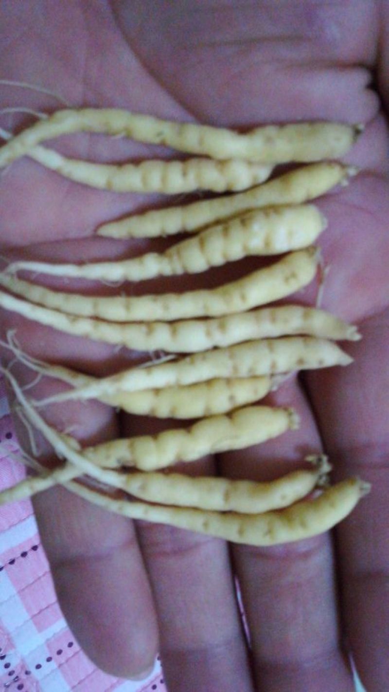 太子参种秧，籽，干货。