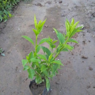 红王子锦带花苗50~80cm