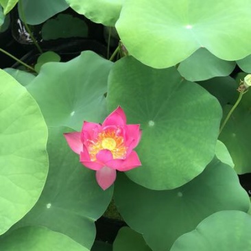 荷花60cm以上