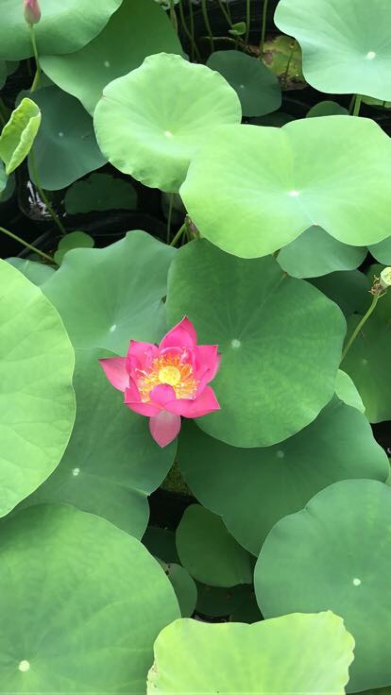 荷花60cm以上