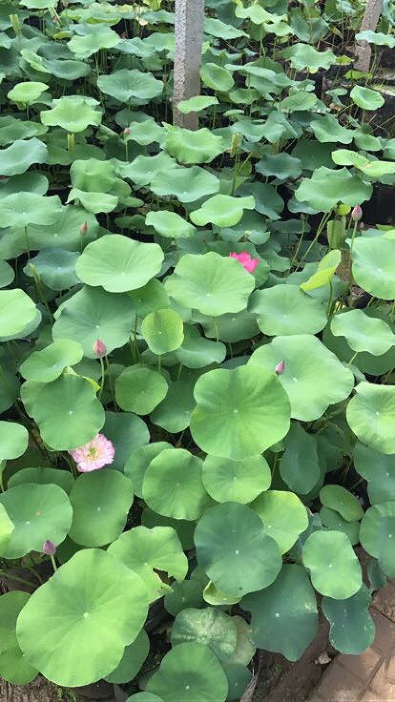 荷花60cm以上