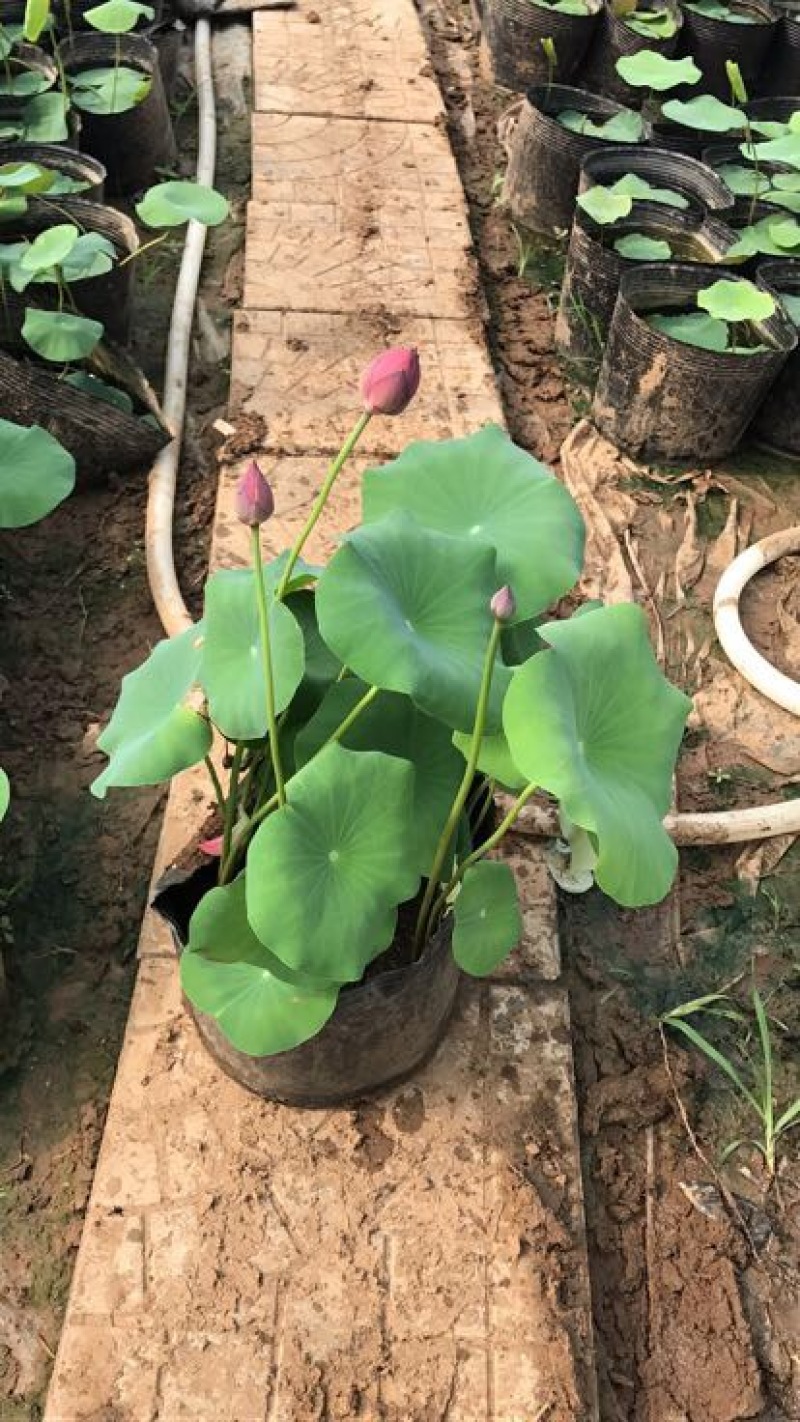 荷花60cm以上