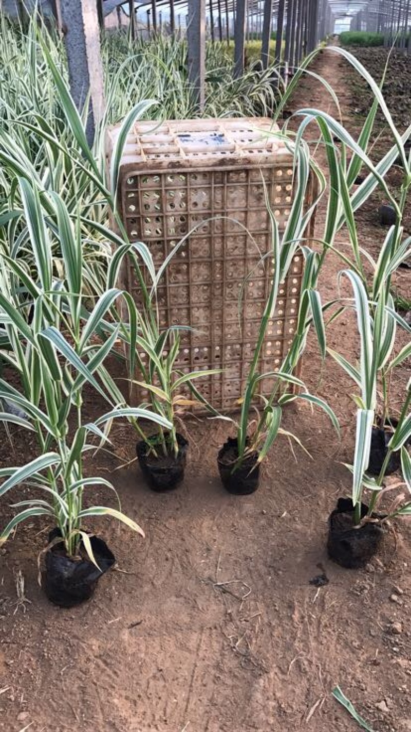 花叶芦竹50cm以上