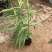 花叶芦竹50cm以上