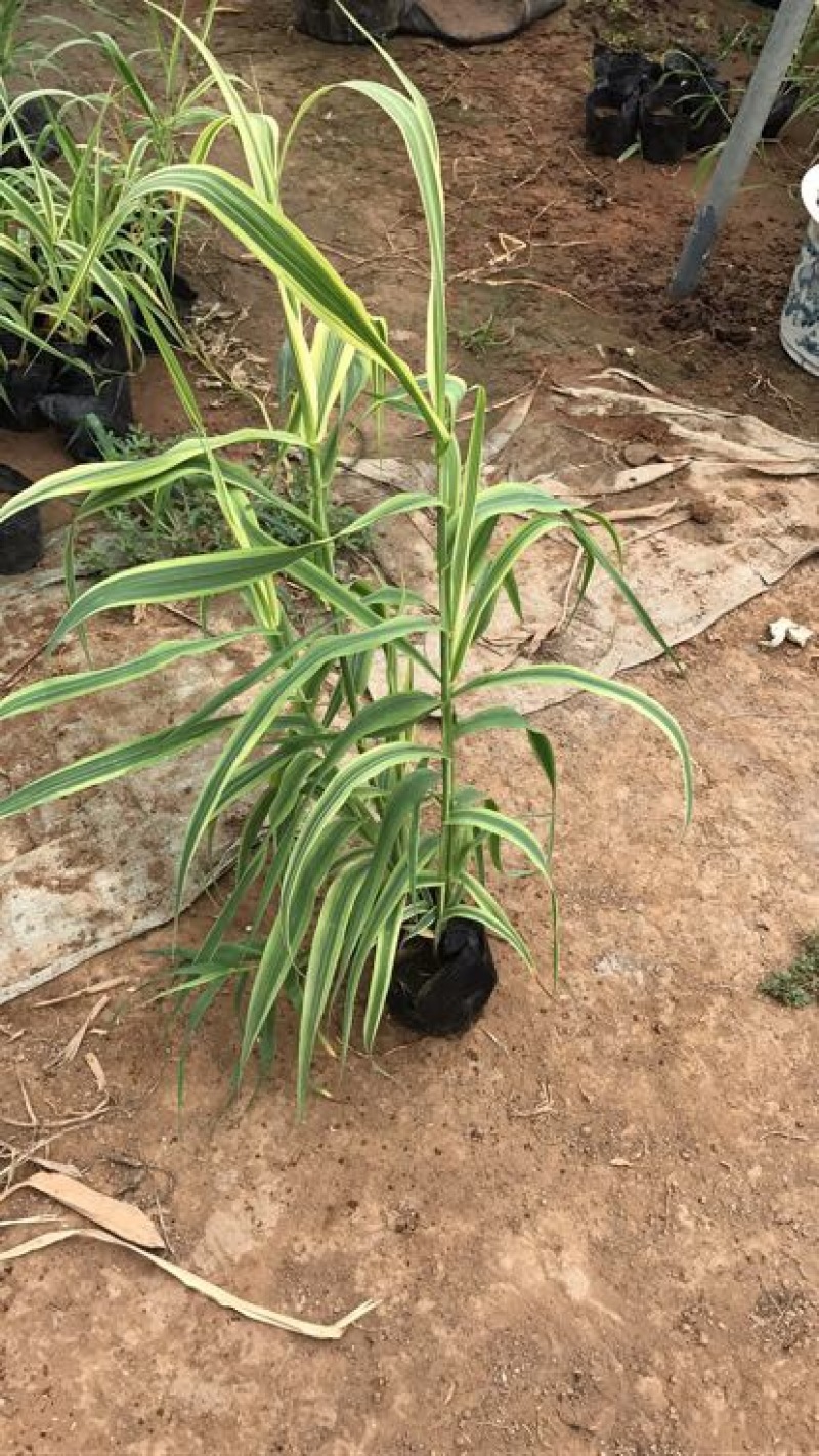 花叶芦竹50cm以上