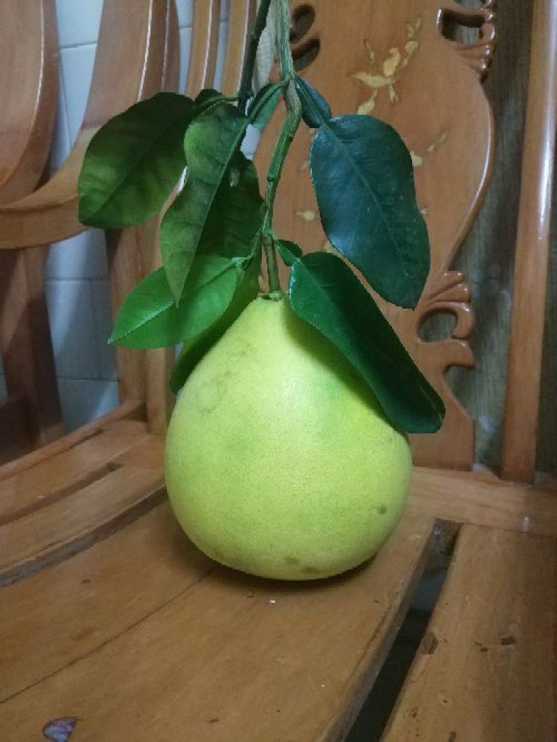 琯溪蜜柚