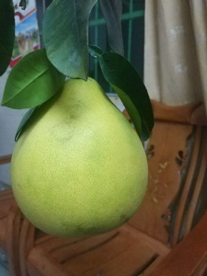 琯溪蜜柚