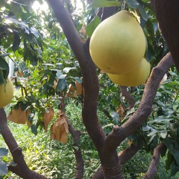 琯溪蜜柚