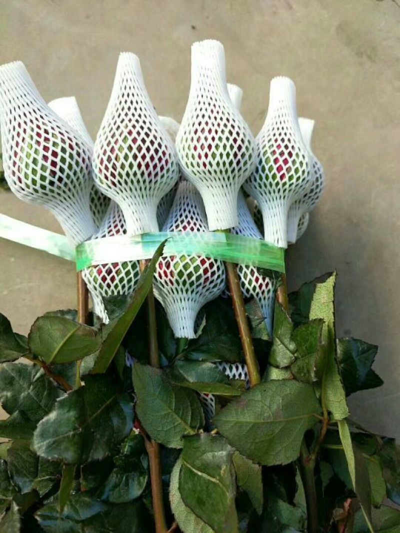 大量红玫瑰，白玫瑰批发，粉玫瑰批发
