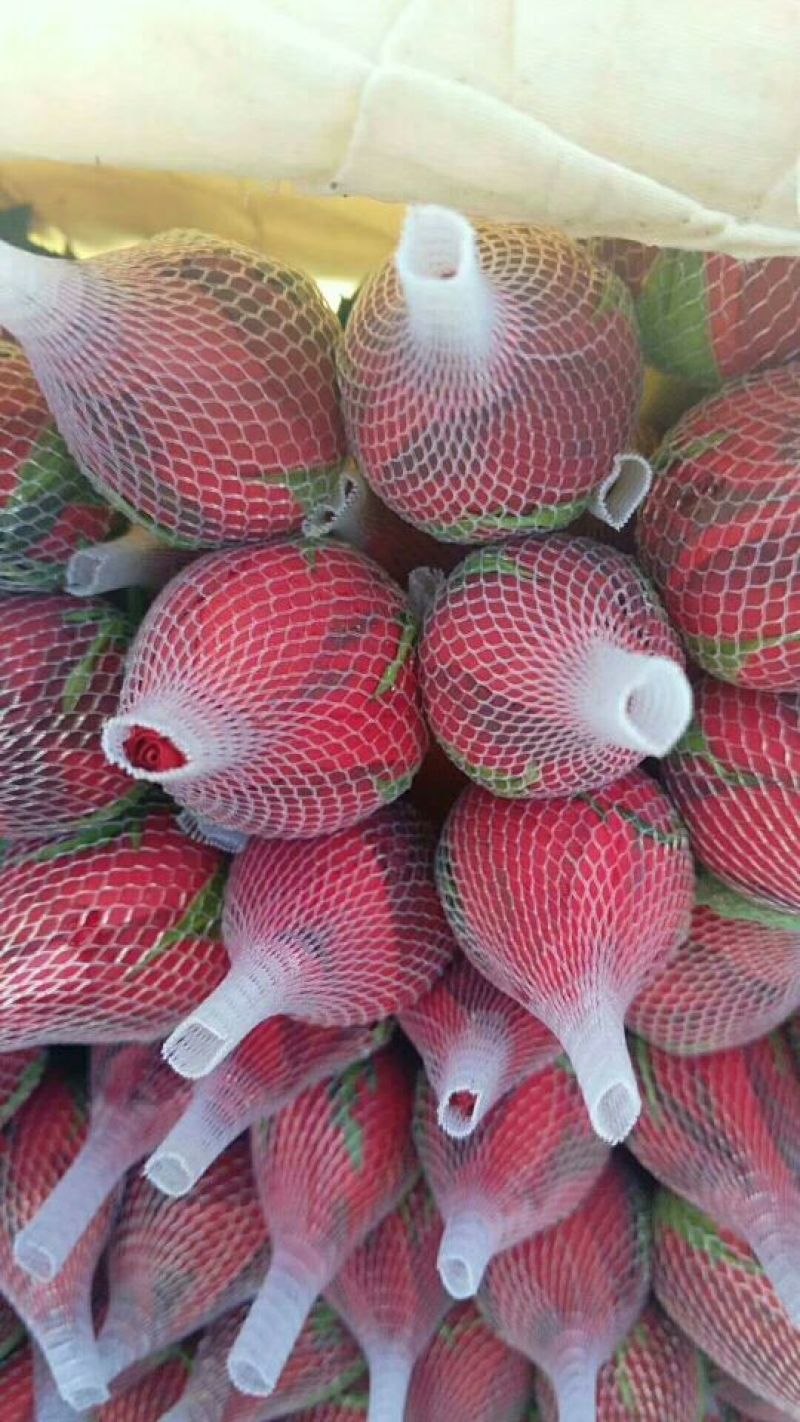 大量红玫瑰，白玫瑰批发，粉玫瑰批发