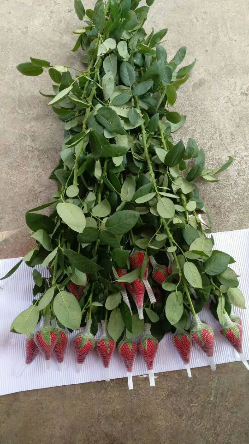 大量红玫瑰，白玫瑰批发，粉玫瑰批发