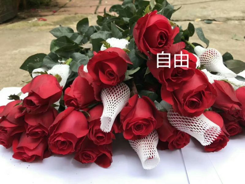 大量红玫瑰，白玫瑰批发，粉玫瑰批发