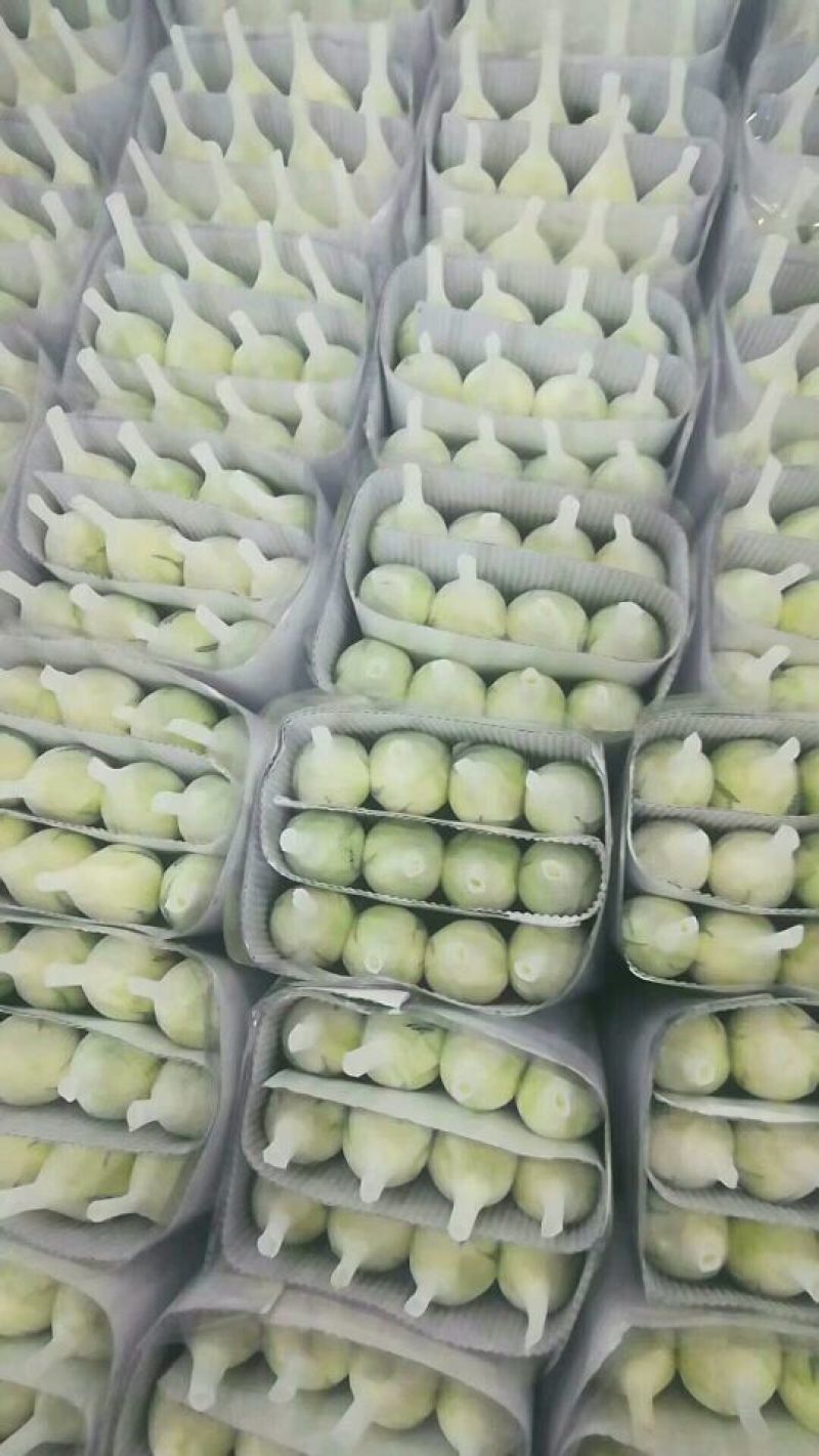 大量红玫瑰，白玫瑰批发，粉玫瑰批发